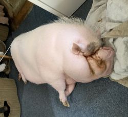 Potbelly Pig Arnold Free To Good Home