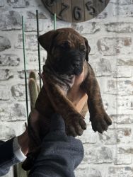 3 Female and 5 males available
