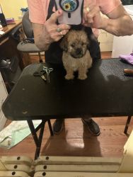 Registered shorkie male puppies for adoption