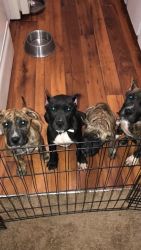 Presa Canario puppies for sell