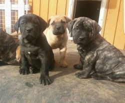 We have a beautiful litter of Presa Canario puppies for adoption
