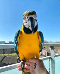 Macaw parrot for sale