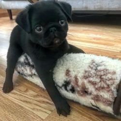 Courageous Pug Puppies