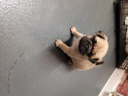 Cute Lovely Pug puppies