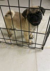 2 month old pug for sale