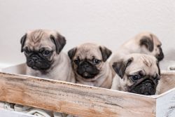 The Cutest Pug Puppies