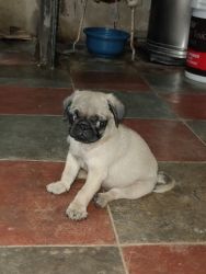PUG puppies available for sale