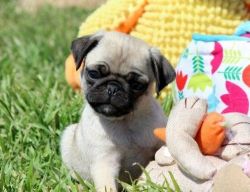 Healthy Fawn Pug Puppies Now Ready For Their New Homes