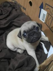 PUG looking for love