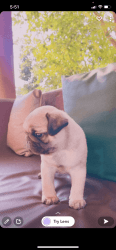 Selling my 2 month old Pug puppy