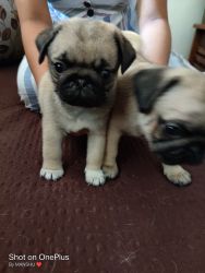 Want to sale Pug Male 02 Nos