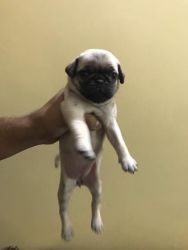Pug puppies available for new home