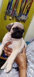 Champion bloodline & Super show Quality Male Pug puppy for sale