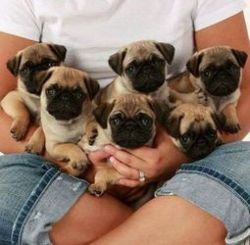 Our Fawn Pug Puppies Ready Now