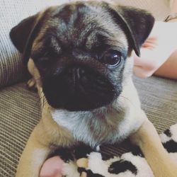 Very Sweet Charming pug Puppies for sale