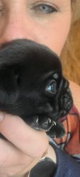 AKC Pugs Available 7/1/22