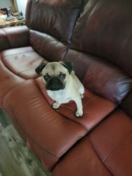 For sale male pug