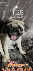 1 yr old pug for sale