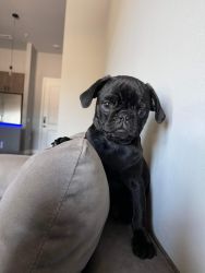 3 month old male pug