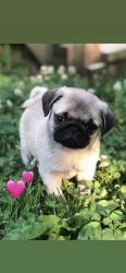Pug Pups for sale