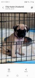 Registered Fawn Pug Male