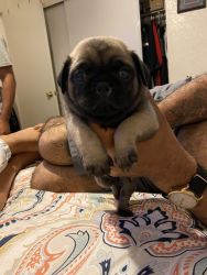 Five pure pug puppies for sell
