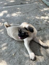 Pugs puppies, They are ready to a home