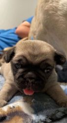 Baby pugs for sale