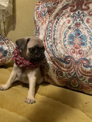 Pug puppies ready for new home