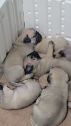 Fawn Pug puppies