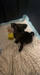 Black Pug 3 month old