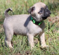 AKC Healthy and Happy Pug Puppies