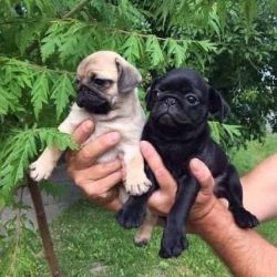 Pug puppies, Males and Females are available