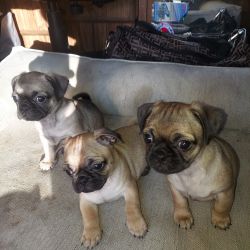 Cute pugs need a home puppies