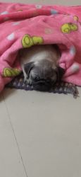 Pug puppy on sale Female 2months old