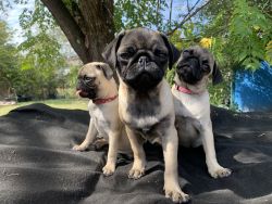 Selling pugs 2 FEMALES AND 1 MALE for 900 each they are 5 months old