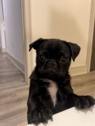 Pug Puppy - Female, Black, 4 Months