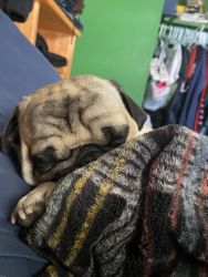 Baby pugs to good home