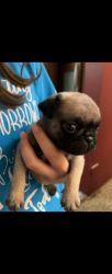 Adorable Pug puppie for sale with vaccines