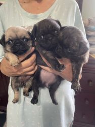 Exotic black striped and Tan Pug puppies