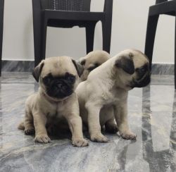 Pug puppies for sale!