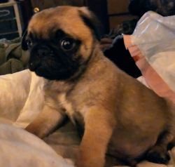 Cutest Pug Puppies For Sale