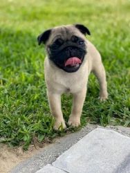 Pug puppies ready for adoption
