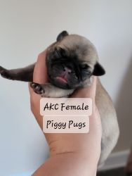 AKC Fawn female Pug Puppy
