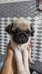 top quality pug male puppies