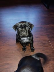 Adorable black pugs for sale