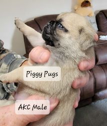 PUGS - AKC Fawn Males