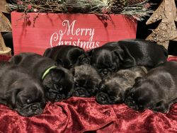Pug Puppies! Ready for Adoption!
