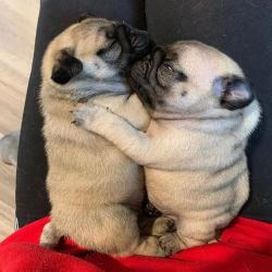 Courageous male and females pug puppies ready to go now