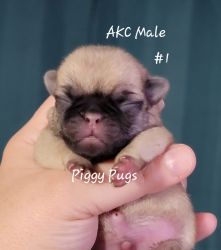 Pug Puppies - AKC Chamipion Show Lines
